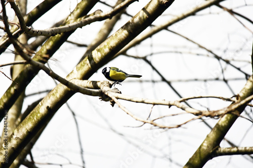 The great tit is a passerine bird in the tit family Paridae. It is a widespread and common species throughout Europe, the Middle East, Central Asia and east across the Palearctic to the Amur River, 