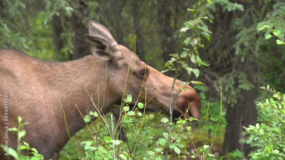 Moose eating plants in the forest Moose eating plants in the forest