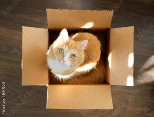 Domestic ginger cat in a box, top view, with sunlight