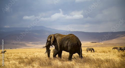 Elephant at the end of life s journey