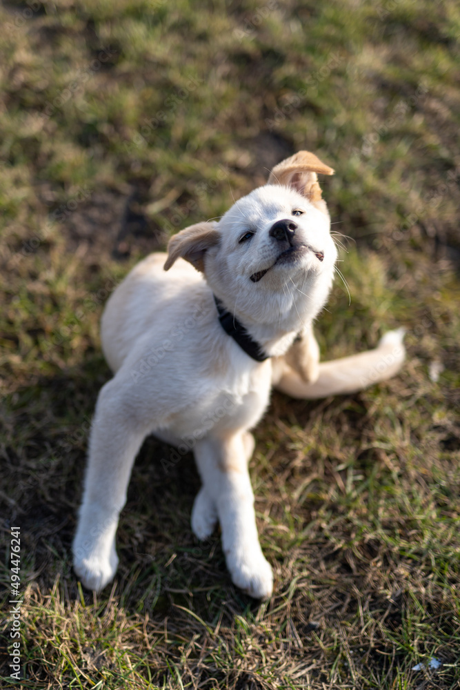 Biały Pies Labrador