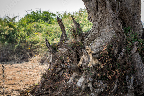 Photography Furry lion cub resting on the dry tree trunk, Zambia
