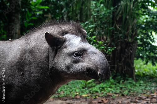 Tapir géant dans la forêt amazonienne au brésil 
