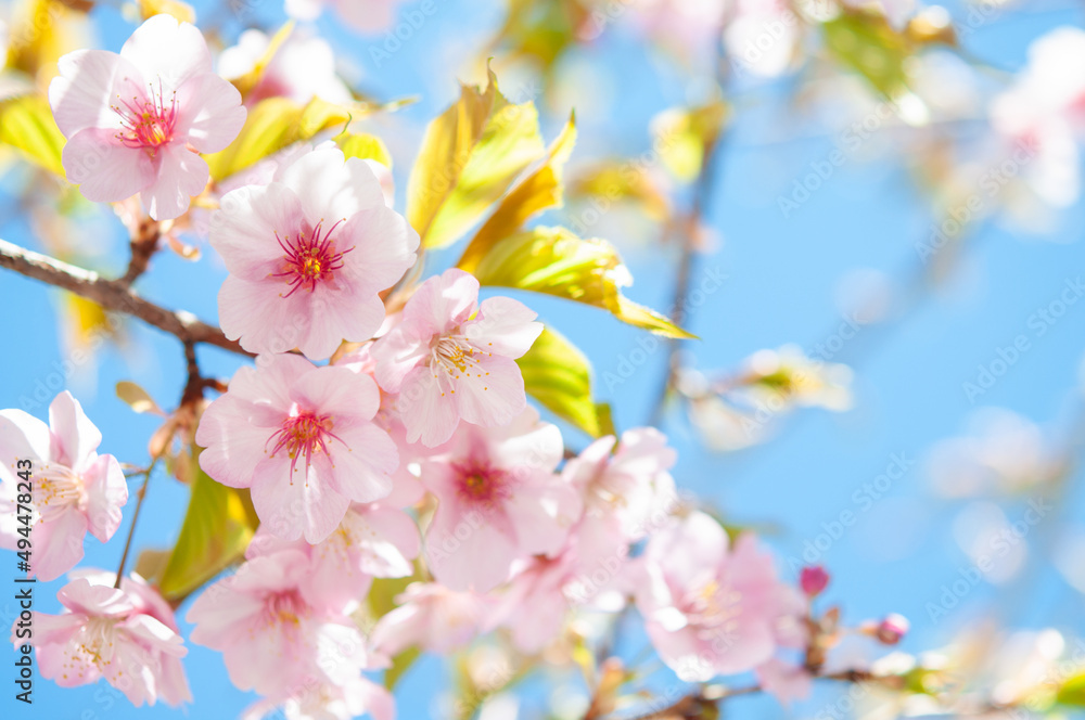 陽光に輝く満開の桜の花 背景に青空 河津桜 アップ 日本の春 Stock Photo Adobe Stock