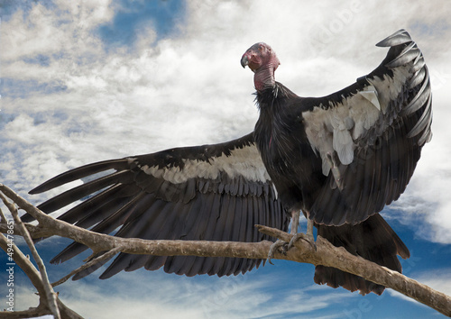California condor perched on a branch photo