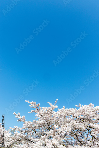 Wallpaper Mural Cherry Blossoms in Amsterdam, Noord-Holland, The Netherlands, Europe Torontodigital.ca