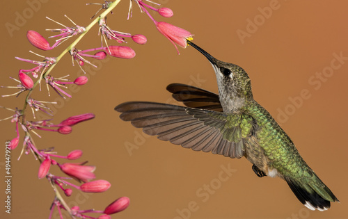 Selective focus shot of a hummingbird eating from a Russelia equisetiformis photo