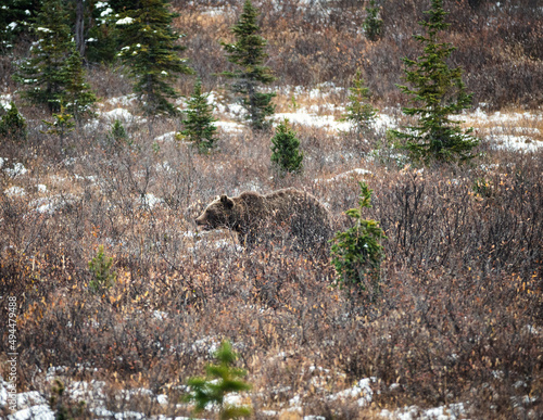Big brown Grizzly bear foraging on meadow in national park