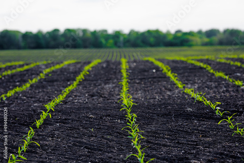 cereal sprouts on the field against the blue sky. Sprouted wheat on a field in spring 