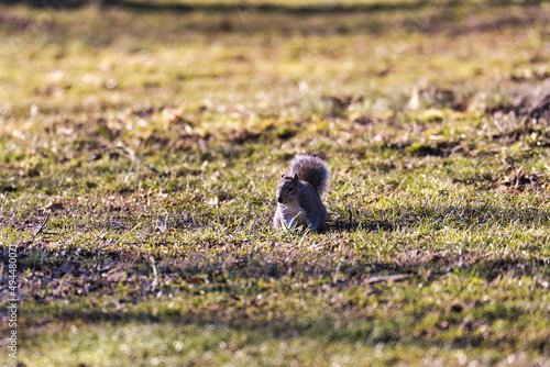 Shallow focus shot of an Eastern gray squirrel sitting on the grass in the park in bright sunlight photo