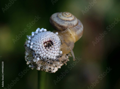 Closeup of a Fruticicola fruticum on a white flower photo