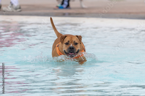 Pitbull in an orange harness running through the water