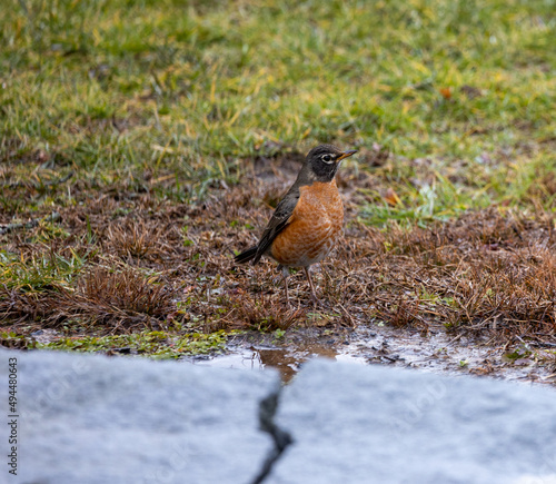 Shallow focus shot of an American robin bird standing on the grass in the garden during daytime photo