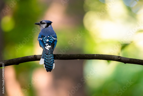 Obraz na plátně Selective focus shot of a blue jay bird on a tree branch