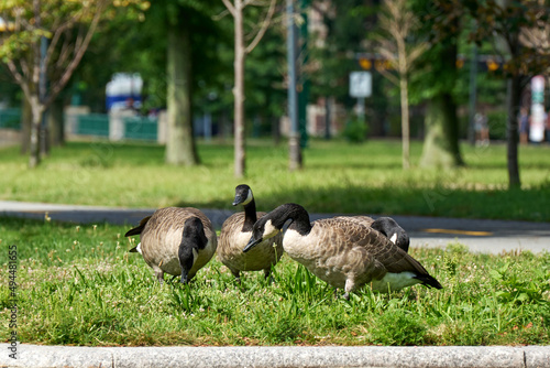 Fotografie, Obraz Shallow focus shot of a small gaggle of geese standing on the grass in the park