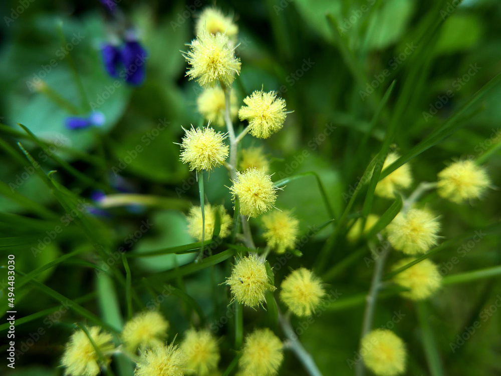 allegro rametto di mimosa in campagna allegro rametto di mimosa in campagna