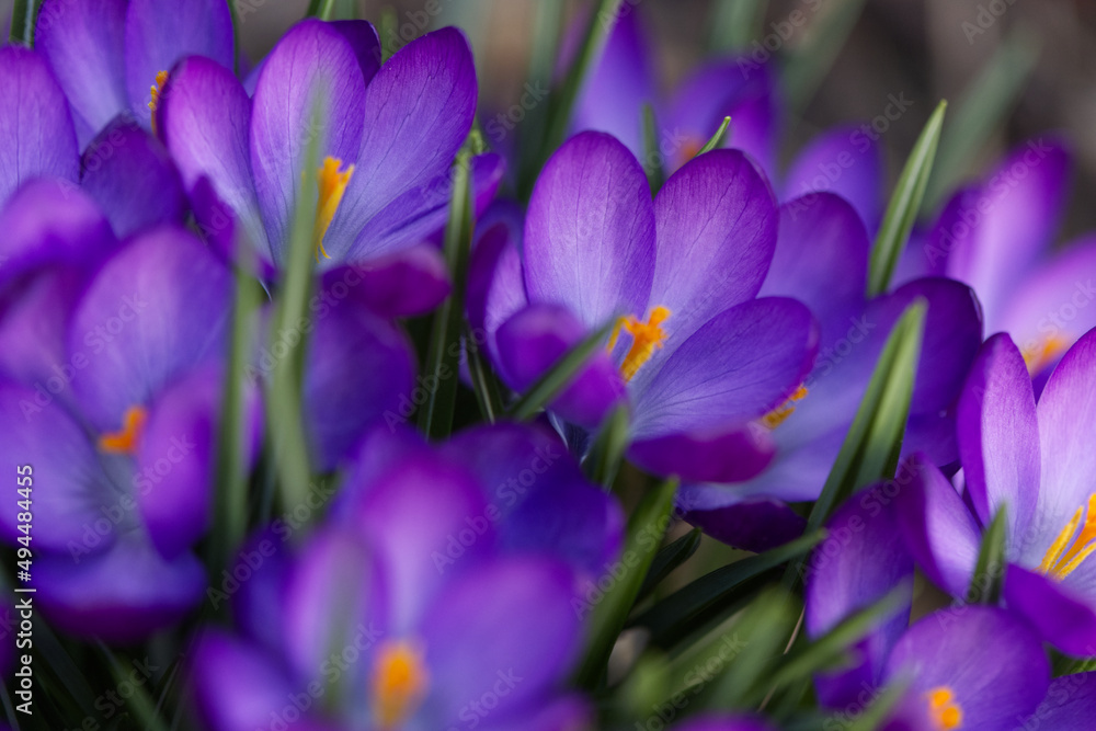 Purple crocuses in the garden. Purple crocuses in the garden.