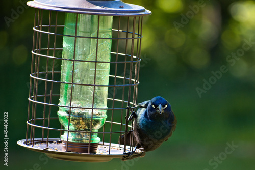 Close up of common grackle (Quiscalus quiscula) bird on a caged screen mesh tube bird feeder photo
