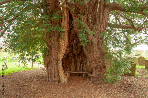 Old Yew tree in the woods. photo