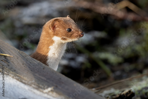 Closeup of a Least weasel behind a wood photo