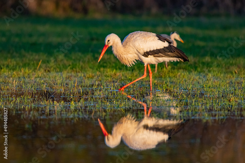 Closeup shot of storks on the lake in Germany, Hessen, Nidda, Karben photo