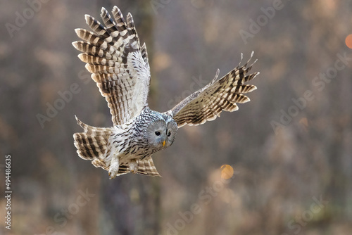 Foto Ural owl on huntingnnn