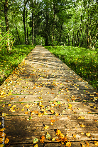 Bohlensteg durch den Karpaten-Birkenwald  im Roten Moor in der Hessischen Rhön