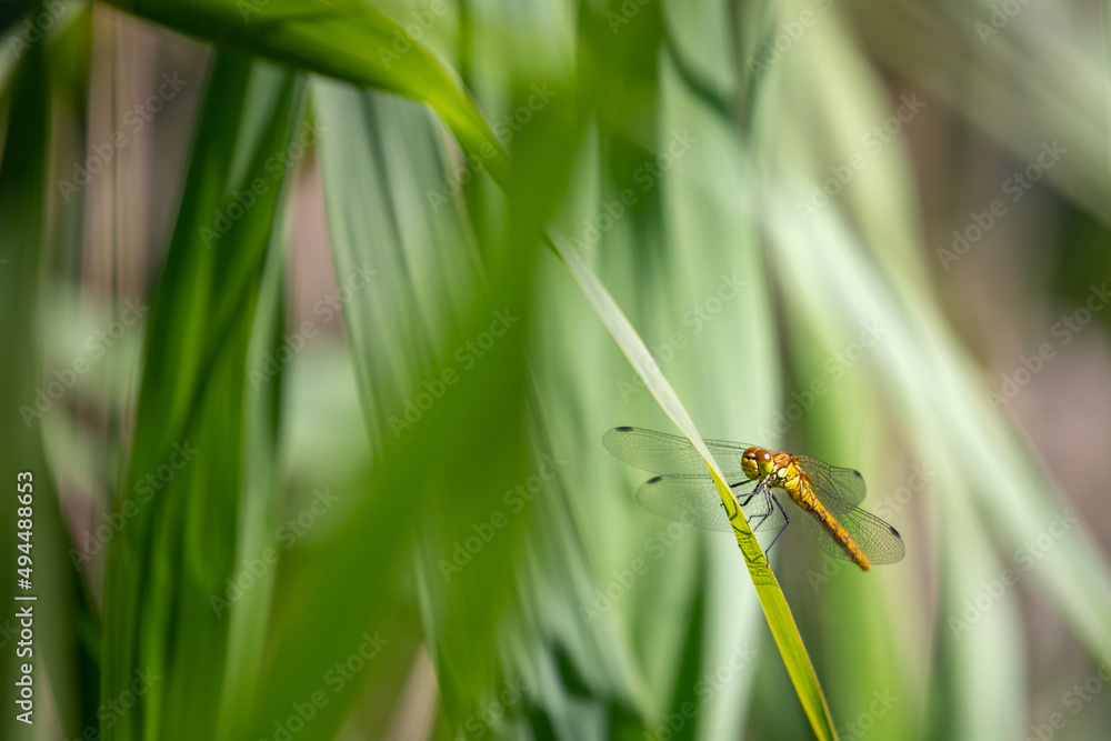 dragonfly in grass. Biodiversity and conservation of habitats and species. dragonfly in grass. Biodiversity and conservation of habitats and species.