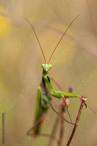 green praying mantis looking at camera on a branch in the field. Biodiversity and species conservation.