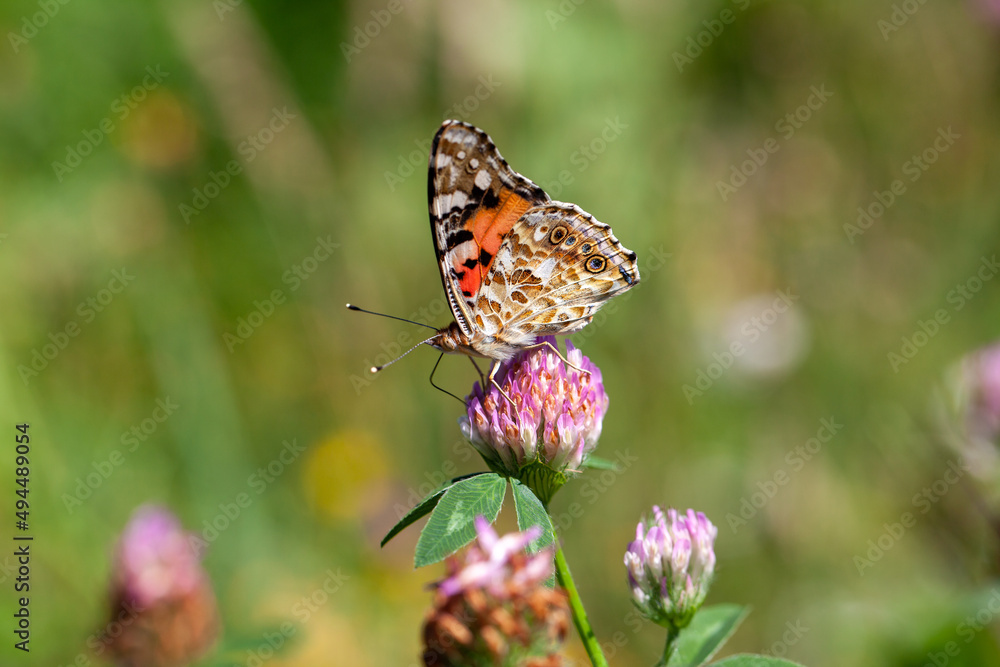 butterfly on a clover blossom. biodiversity and species conservation butterfly on a clover blossom. biodiversity and species conservation