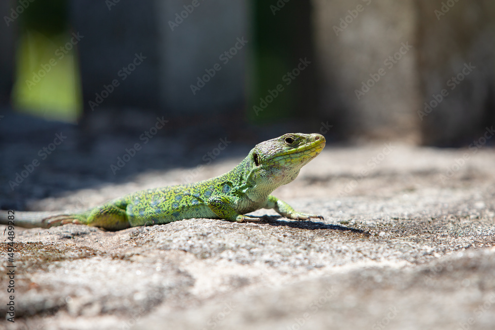 Fototapeta premium Ocellated lizard in the sun on stone. Concept of biodiversity and species conservation.