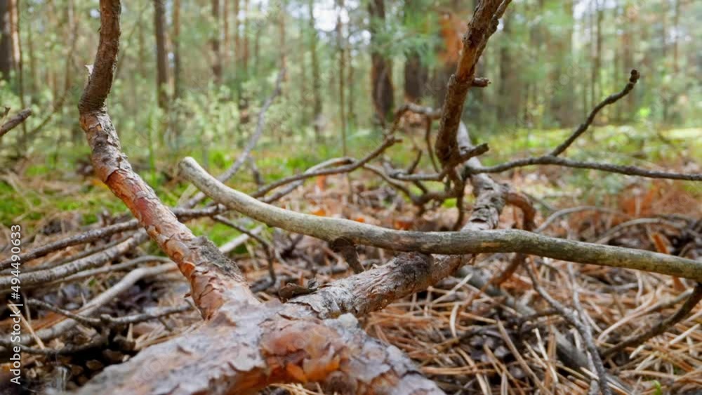 Large old pine tree branch and sticks on dry needles in wild forest slow motion. Probe lens footage of unspoiled fall nature in wood macro view Large old pine tree branch and sticks on dry needles in wild forest slow motion. Probe lens footage of unspoiled fall nature in wood macro view