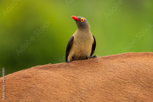 Red-billed oxpecker perched on an animal photo