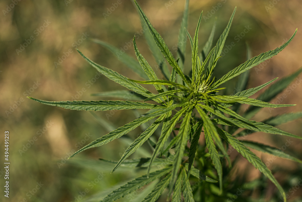 Marijuana leaf on bokeh background, marihuna for medicinal purposes,CBD. Hemp plant.