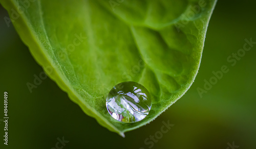 Canvastavla Macro shot of a  dewdrop on a green leaf with blurred background