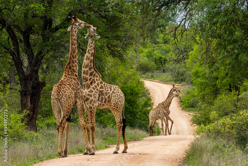 Photography Couple of cute kissing giraffes on a trail surrounded by lush green nature