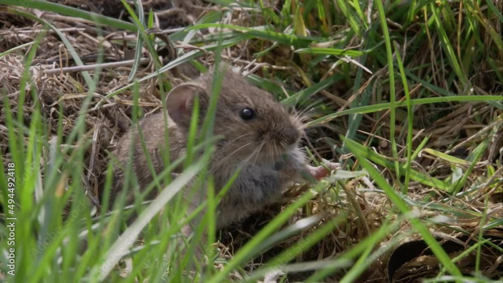 field mouse on a meadow field mouse on a meadow