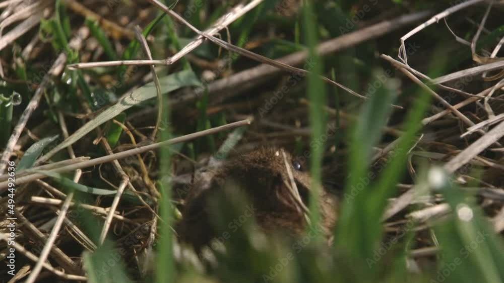 field mouse on a meadow field mouse on a meadow