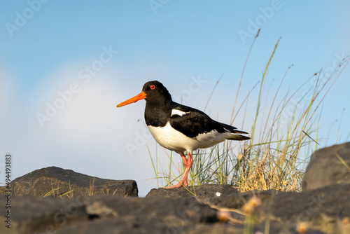 Εκτύπωση καμβά Closeup shot of a Eurasian oystercatcher on the stones in Germany