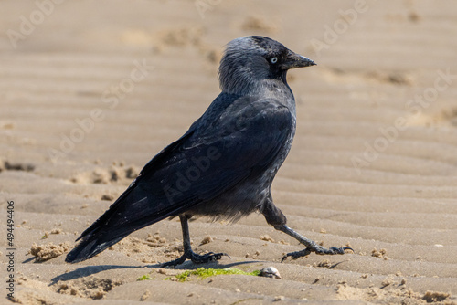Closeup shot of a carrion crow on the sand in Germany