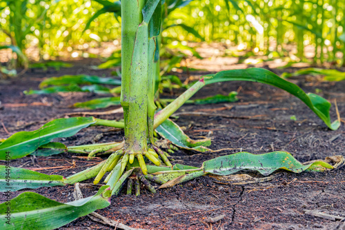 Cornstalk brace root of corn plant in cornfield. Agriscience, agronomy, GMO and agriculture concept photo