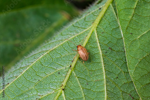 Grape Colaspis beetle eating soybean plant leaf. Agriculture crop insect and pest control and management concept. photo