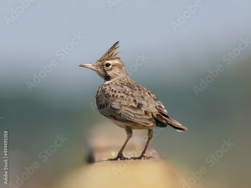 Crowned lark perched on a metal bar, close-up photo