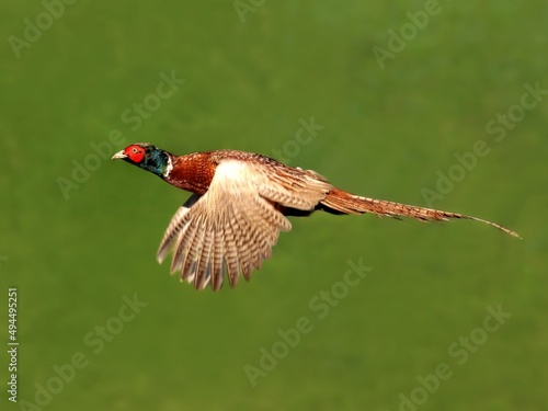 Eurasian Pheasant in flight, close-up photo