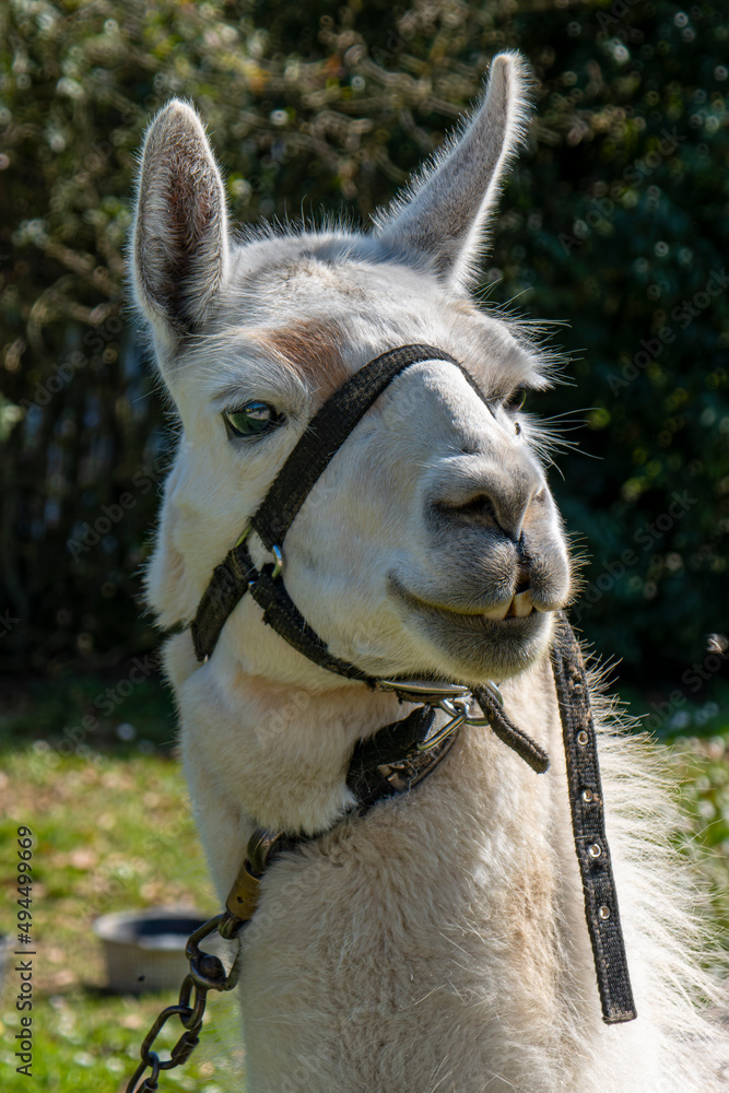 Obraz premium Lama, gros plan sur sa tête