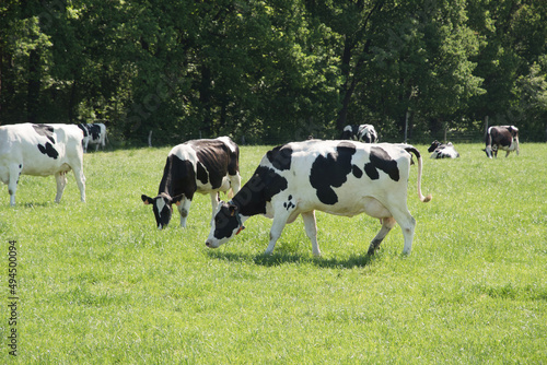 black and white cows graze in a meadow on a sunny summer day, eat green grass