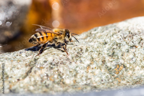 Macro view of an africanized bee worker (Africanized honey bee or the 