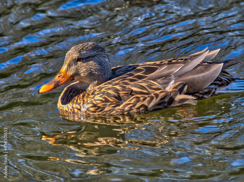 Closeup shot of a Gladwall duck (Anas Strepera) swimming in a pond photo