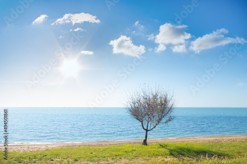 tree on sea shore