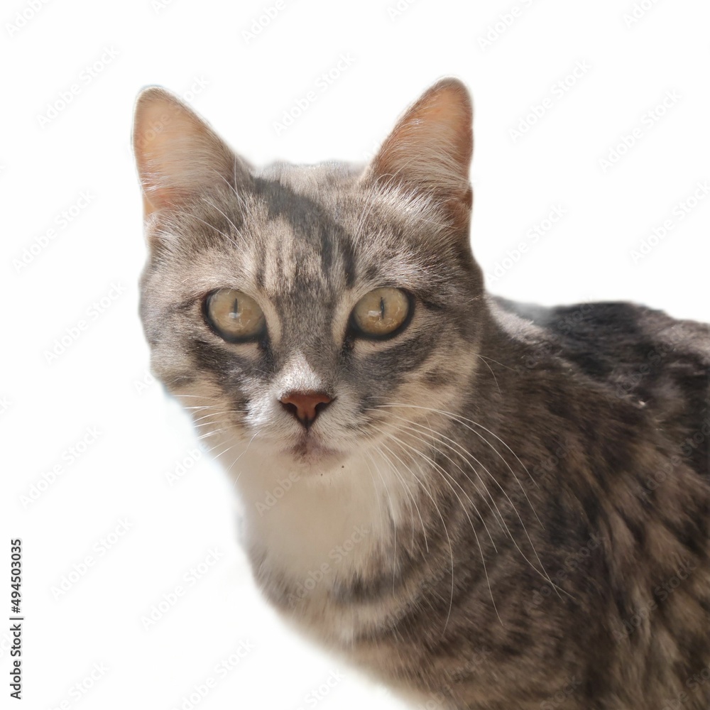 cat portreit isolated on white background cat portreit isolated on white background